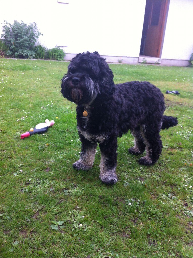 Oscar, the Deeside Dog