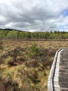 Parkin's Moss