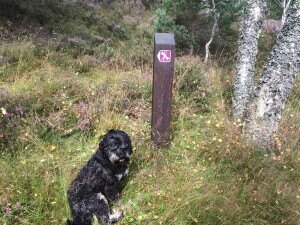 2015-09-03 14.00.13 Parkin's Moss trail in deeside, Aberdeenshire