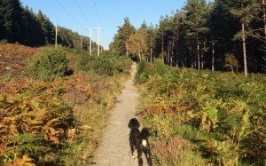 Cambus O May Forest Walk